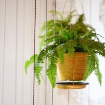 Samambaia: será se essa planta também se adapta bem em apartamentos? - JADEZMITH de Getty Images