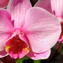 A beleza da floração alegra qualquer um - Pixabay/reprodução