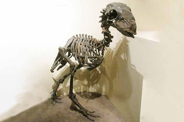 O Gastornis gigante ou Diatryma reinava soberano nas planícies da América do Norte. Com mais de 2 metros de altura e o crânio quase equivalente ao de um cavalo atual, essas aves rapineiras gigantes não voavam, mas corriam muito velozmente.