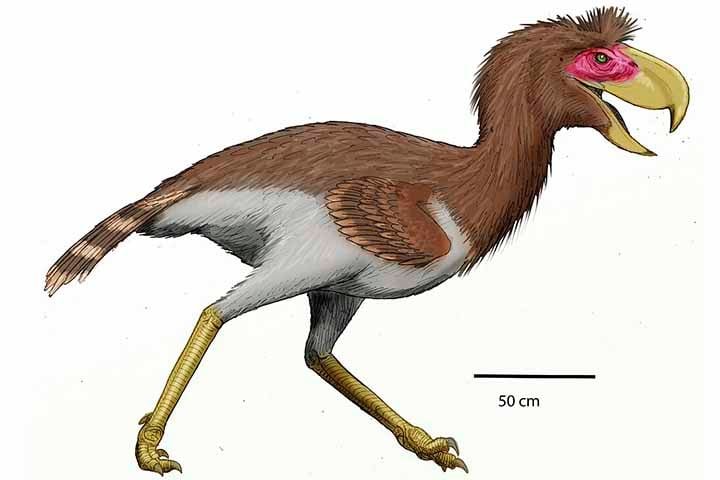 Phorusrhacos foi um gÃªnero de aves predatÃ³rias gigantes que viveram na PatagÃŽnia, que contÃ©m a Ãºnica espÃ©cie de Phorusrhacos longissimus.