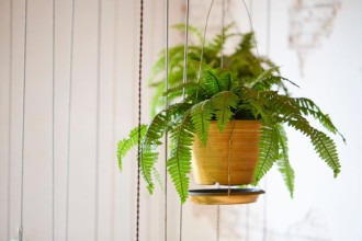 Samambaia: será se essa planta também se adapta bem em apartamentos?