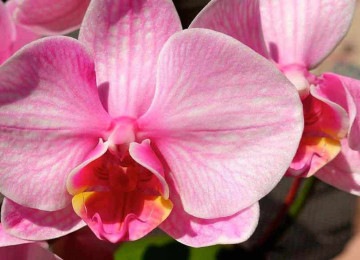 As orquídeas embelezam qualquer ambiente -  (crédito: Pixabay/reprodução)