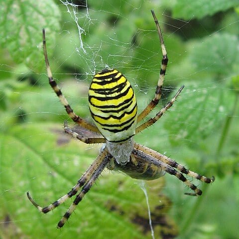 Essa aranha é comum na América do Norte e América do Sul. Vive em jardins e campos, construindo teias elaboradas. Sua expectativa de vida é de cerca de um ano.