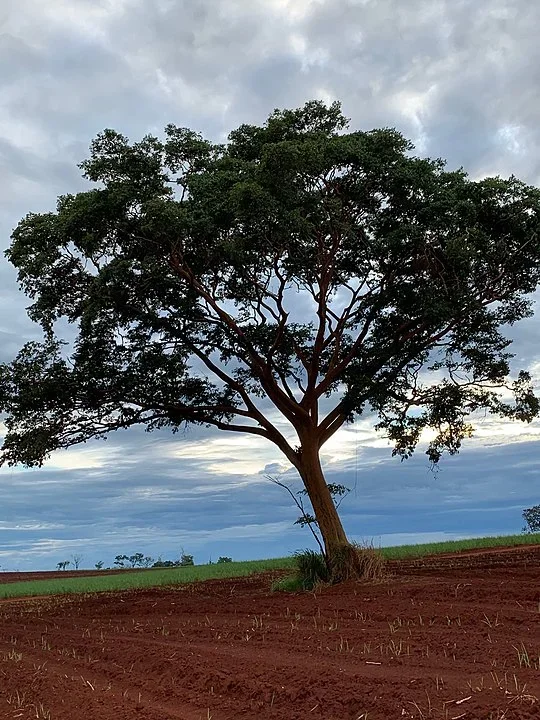 Garapeira: Árvore da Amazônia, da Caatinga e do Cerrado. Também chamada de Barajuba, Jataí e Gema-de-Ovo. 