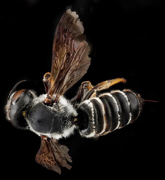 Abelha-Corta-Folha (Megachile spp.) - Constrói casulos de folhas cortadas para suas larvas. Esses casulos protegem os filhotes até que se desenvolvam. Cada casulo contém alimento para o crescimento da larva.