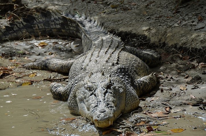 Sua dieta é carnívora, composta por peixes, aves, mamíferos e outros animais que se aproximam da água, utilizando sua força e dentes afiados para capturar presas. Vive de 50 a 70 anos.
