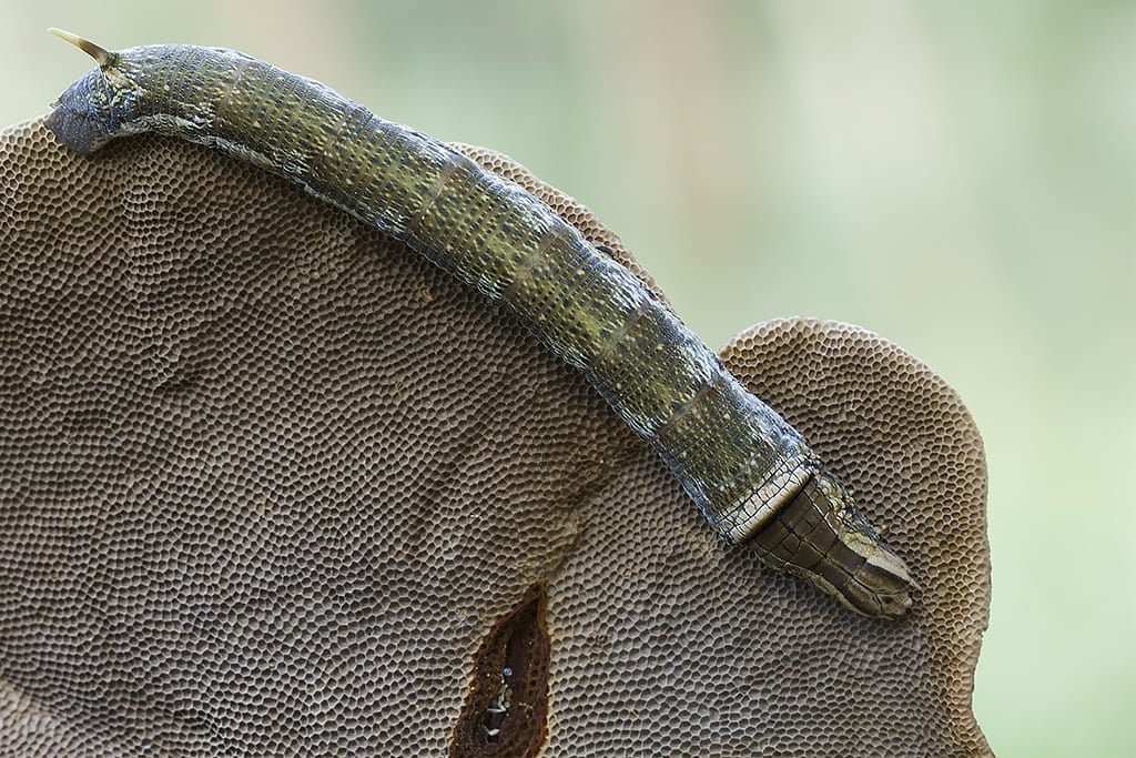 Lagarta do Mandruvá (Erinnyis ello) - Faz um casulo subterrâneo com terra e seda. O casulo protege a pupa até a emergência da mariposa. Esse processo pode durar semanas ou meses.