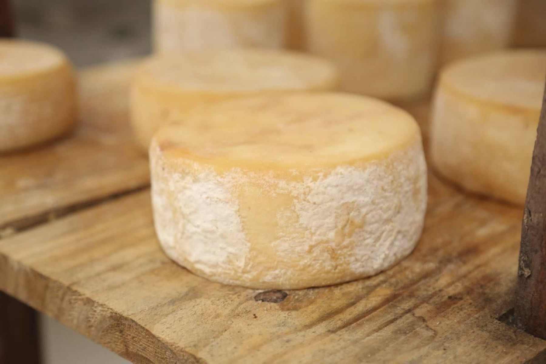 O Programa Crescer contribuiu para formação profissional de mais de 2 mil jovens, fortalecendo as futuras gerações de produtores de queijo da região do Serro 