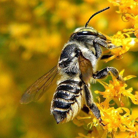 São abelhas solitárias que polinizam flores. Vivem em ambientes variados, como campos e jardins. Sua expectativa de vida é de poucos meses.
