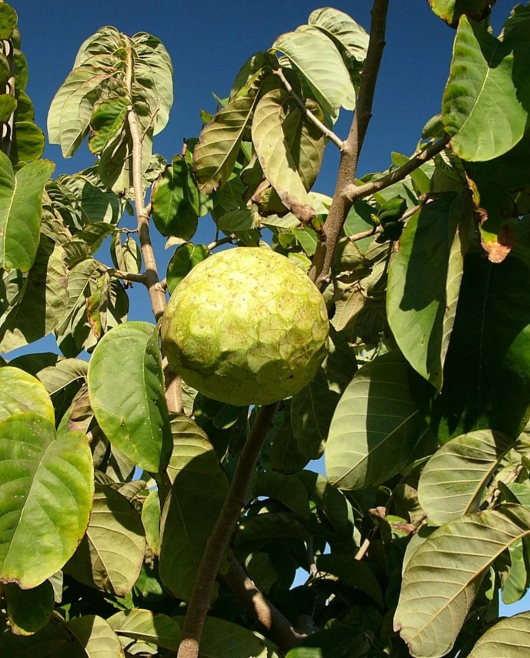 Cherimoia (Annona cherimola Mill) - Também conhecida como "fruta-do-conde" ou "ananás-do-brejo", é nativa dos vales andinos da América do Sul, especialmente do Peru e Equador. Cultivada há milhares de anos, disseminada para outras regiões tropicais e subtropicais do mundo.