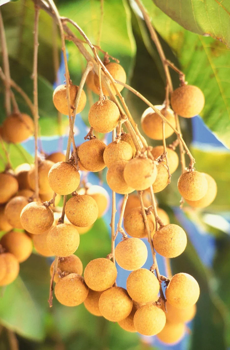 Longan (Dimocarpus longan) - Conhecido como "olho-de-dragão", é uma fruta tropical da mesma família do rambutão e da lichia. O longan é nativo do Sudeste Asiático e do sul da China, sendo cultivado há mais de mil anos em países como Tailândia, Vietnã, Índia e Indonésia.