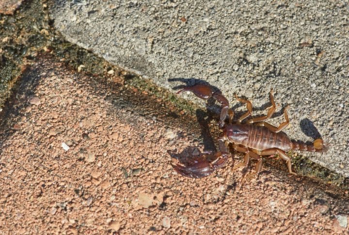 Apesar da reputação perigosa, apenas cerca de 30 das mais de 2.500 espécies conhecidas apresentam risco significativo para humanos. 