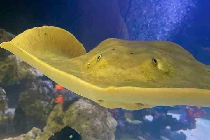 Independente: Arraia 