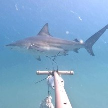 Dezenas de tubarões ameaçados de extinção aparecem em Ilha Grande, no Rio