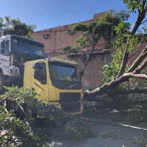 Caminhão bate em árvore e interdita rua em BH - CBMMG/Divulgação
