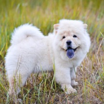 Cão da raça chow-chow, que atacou tutora, é submetido à eutanásia - Imagem: Shutterstock/ReproduÃ§Ã£o