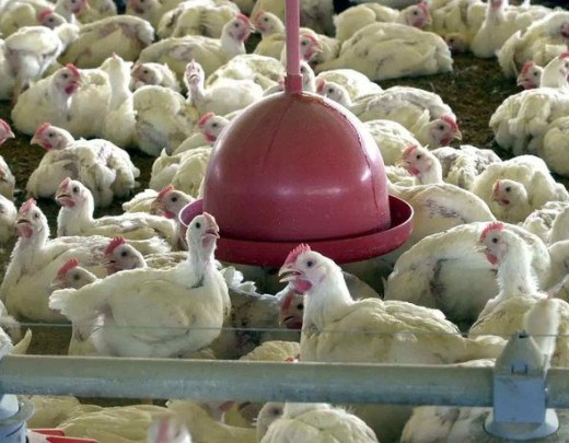 O caso de gripe aviária foi identificado em uma granja no Rio Grande do Sul  -  (crédito: Arquivo/Agência Brasil)
