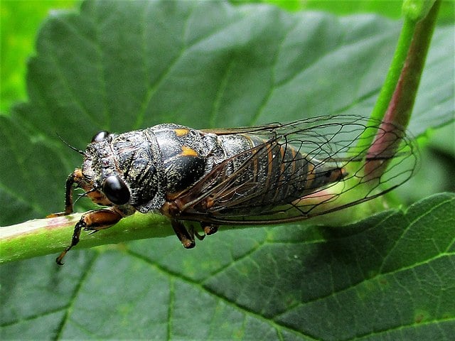As cigarrinhas são frequentemente confundidas com as cigarras da família Cicadidae. No entanto, as cigarras da família Cicadidae não possuem a tal massa espumosa que protege as ninfas.