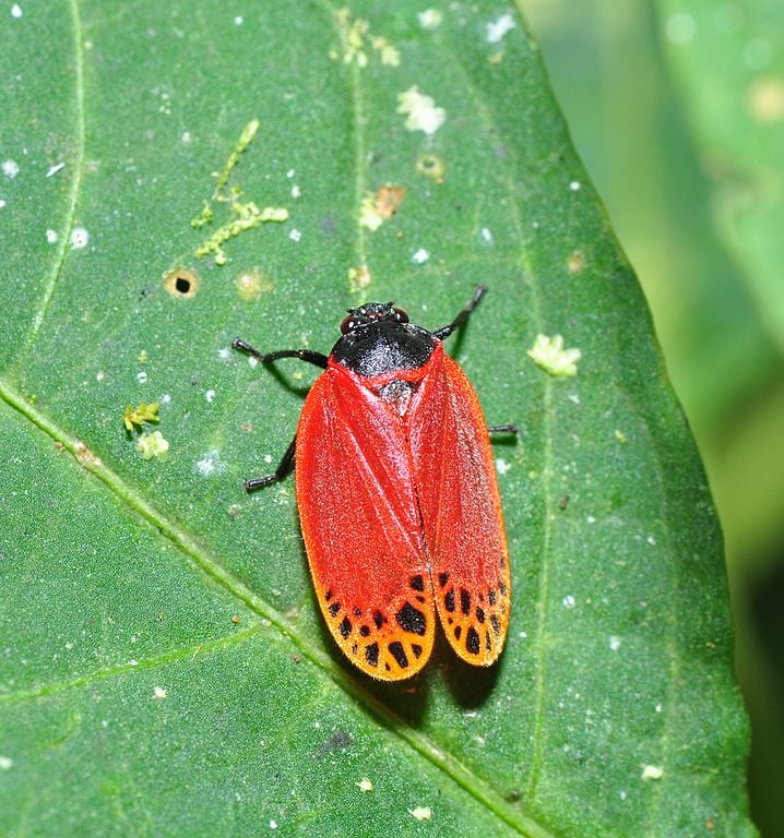 A família Cercopidae é um grupo de insetos sugadores de seiva, conhecidos popularmente como cigarras-sapo ou cigarrinhas. 