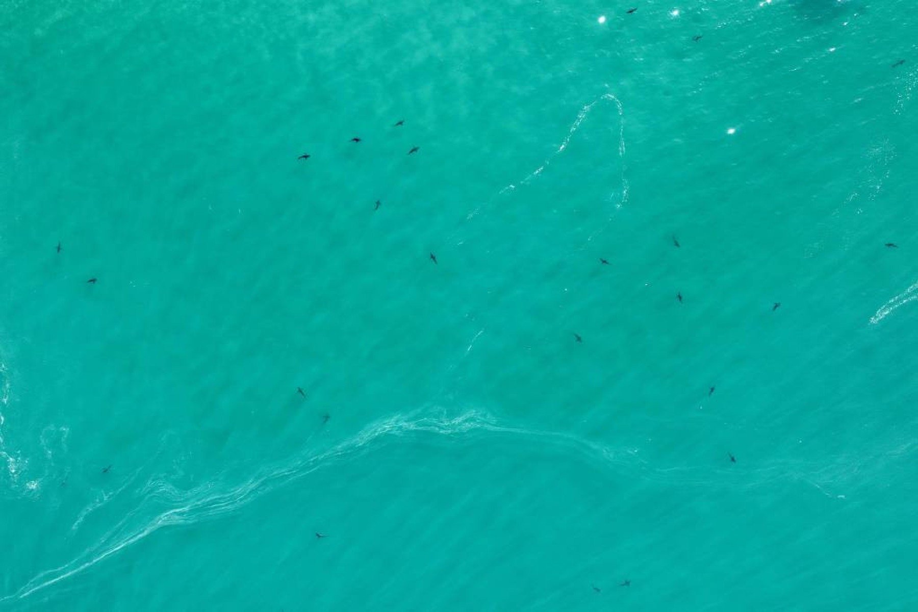 Imagem aérea mostra tubarões-galha-preta reunidos em águas rasas da Baía da Ilha Grande 