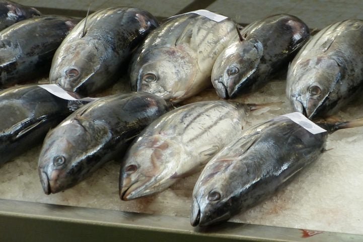 Atum - Peixe típico de regiões tropicais e subtropicais, habita todos os oceanos. É um dos peixes mais consumidos, pois, além da versão in natura, eles são vendidos em latas, com ou sem condimentos. 100 gramas de atum têm 130 calorias. 