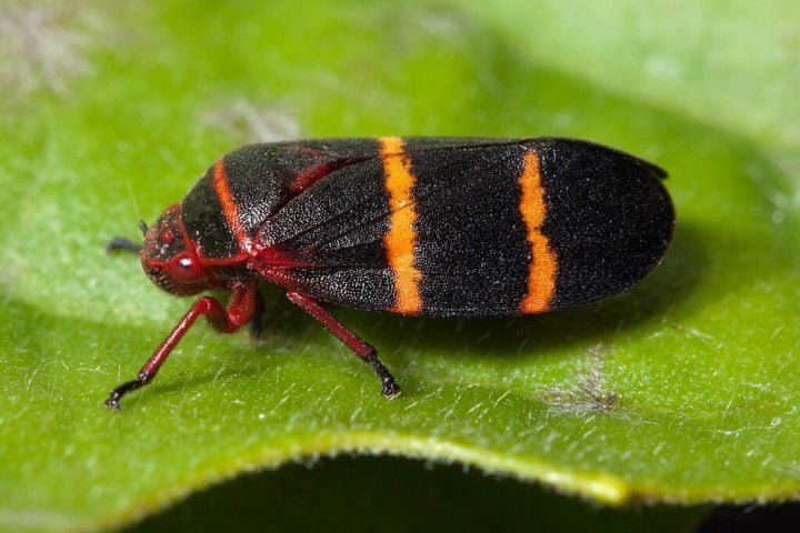 A formação da enigmática espuma, que se assemelha a gelo, é atribuída a uma cigarra pertencente à família Cercopidae, cujo nome científico é “Prosapia bicincta”.