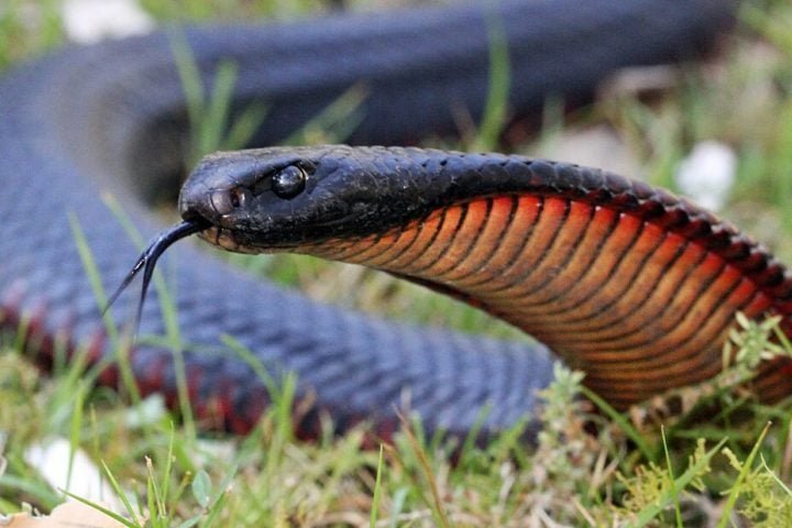 O objetivo do imunologista Jacob Glanville e da empresa Centivax Ã© criar um antiveneno universal â?? um Ãºnico tratamento eficaz contra qualquer picada de cobra, em qualquer lugar do mundo.