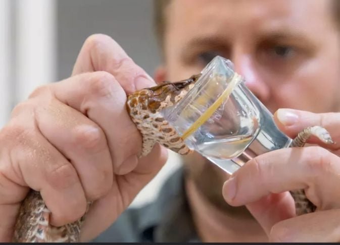 O primeiro, chamado LNX-D09, protegeu contra o veneno de seis espécies de cobras e, quando combinado com o remédio varespladibe, funcionou contra mais três.