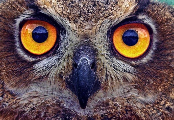 Essa vantagem evolutiva garante sucesso na alimentaÃ§Ã£o e na reproduÃ§Ã£o, facilitando ou, em alguns casos, sendo vital para a adaptaÃ§Ã£o ao ambiente. Veja os animais com visÃ£o privilegiada.
