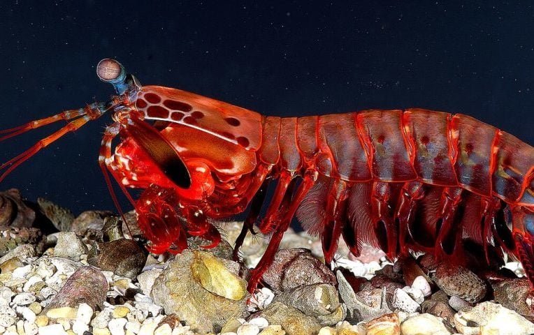 O camarão mantis, por exemplo, tem uma visão excepcional, capaz de detectar até 12 cores primárias, enquanto os humanos detectam apenas 3. Eles têm 12 fotorreceptores - alguns chegam a ter até 21.  Isso permite que ele reconheça parceiros, predadores e potenciais ameaças com precisão.