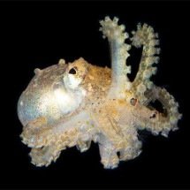 "Alienígenas" do mar: a incrível inteligência dos polvos - Instagram @gugunderwater