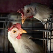 Gripe aviária: Brasil pede à China que limite embargo de frango