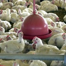 Brasil confirma primeiro caso da infecção no Rio Grande do Sul -  (crédito: Arquivo/Agência Brasil)