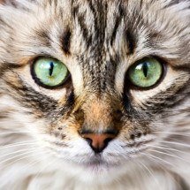 Nada escapa do seu olhar: animais que têm visão aguçada - Imagem gerada por i.a 