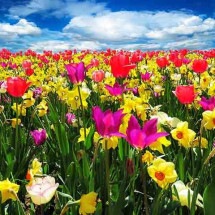Os campos de flores mais deslumbrantes do planeta - Imagem de G.C. por Pixabay