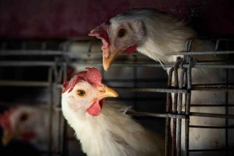 Gripe aviária: Brasil pede à China que limite embargo de frango