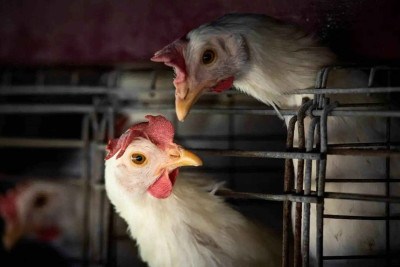 Até a descoberta da gripe aviária no Brasil, os casos se limitavam a aves silvestres e de criação caseira" -  (crédito: Reuters/Mariana Nedelcu/Proibida reprodução)