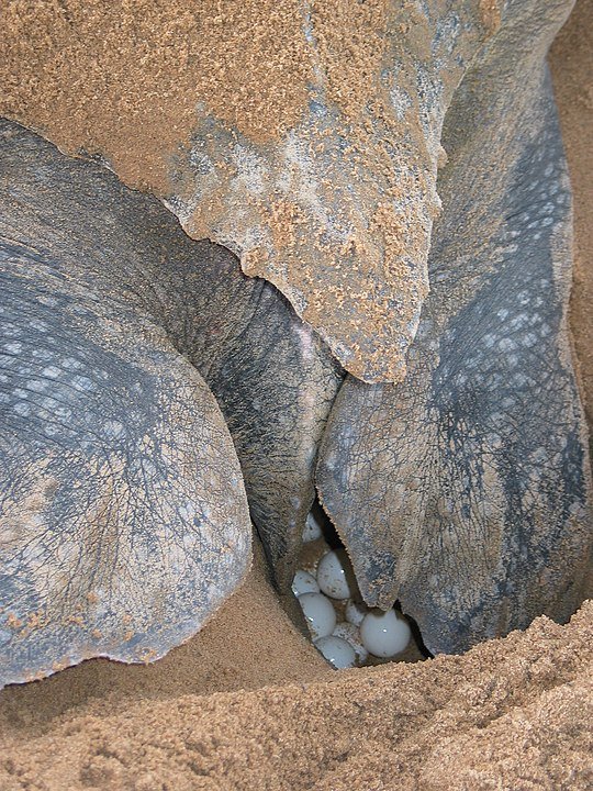 As tartarugas montam seus ninhos e colocam os ovos na areia. As tartaruguinhas nascem entre setembro e março para deleite de pessoas que acompanham esse espetáculo. 