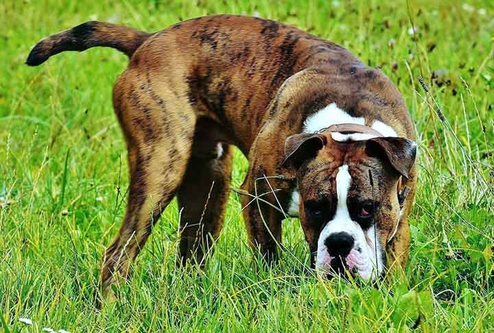 Uma de suas principais características é ser muito fiel ao dono. É um cachorro bastante protetor a toda família e um verdadeiro amigão.