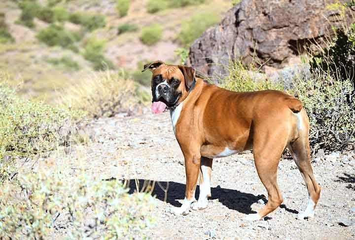 Apesar do tamanho ser, à primeira vista, um pouco assustador, os boxers são muito sociáveis e não latem muito. Em média, medem 58 cm e pesam 27 kg.