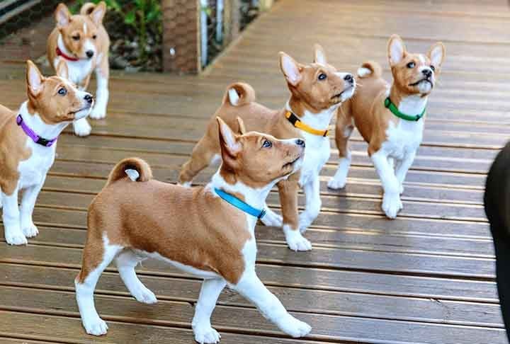 O basenji é uma das raças mais antigas do mundo, com raízes nas cabeceiras dos rios Nilo e Congo, na África. Requer muita atenção e adora exercícios, sendo um legítimo cão de guarda.