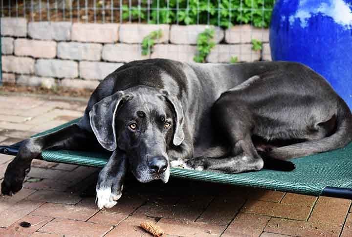 Apesar do porte grande, o Dogue Alemão tem uma alma brincalhona e não aparenta ter a noção de seu tamanho. Ele faz brincadeiras típicas de cachorros menores, como pular no colo do dono.