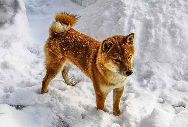 Eles não são muito de latir e adoram aventuras, visto que dispõem de muita energia e agilidade. Você deve se lembrar de ter visto essa raça em memes, que tomaram a internet por conta de suas expressões adoráveis e, claro, engraçadas.