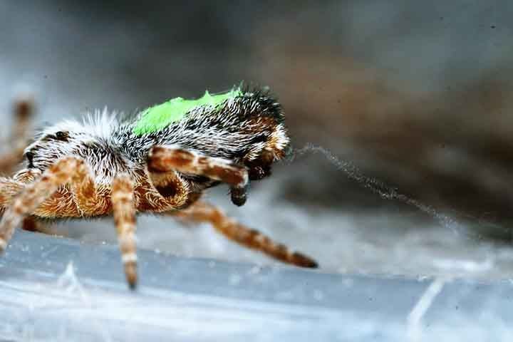 Na prática, essas aranhas demonstram uma forma de organização mais estável do que a dos próprios humanos hippies que inspiraram a comparação.