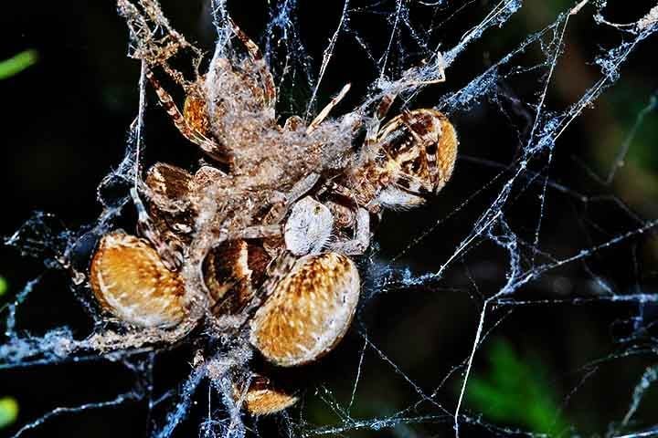 Esse comportamento garante que os jovens tenham nutrientes suficientes para se desenvolverem antes de se integrarem à colônia.