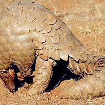 O drama desconhecido dos pangolins; conheça a espécie e saiba o problema - Sandip kumar/Wikimédia Commons