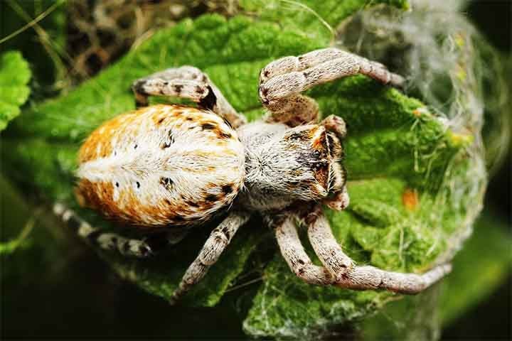 As aranhas sociais africanas sÃ£o nativas das regiÃµes Ã¡ridas e semiÃ¡ridas do sul da Ãfrica, como a NamÃ­bia e a Ãfrica do Sul.