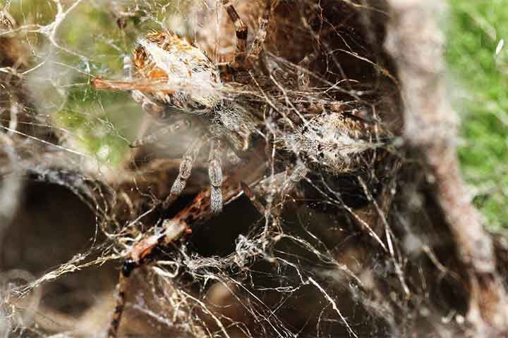 Cada colônia pode durar anos, com múltiplas gerações convivendo simultaneamente.
