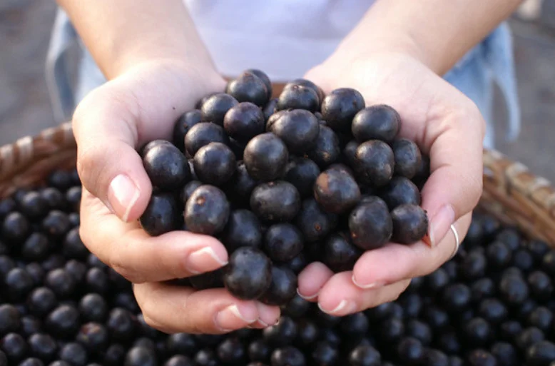 O açaí foi eleito recentemente a sétima melhor fruta do mundo. O fruto amazônico, que vem ganhando cada vez mais popularidade, é rico em antioxidantes, nutrientes e fibras que podem trazer diversos benefícios para a saúde. -  (crédito: Dr Gori FlickR)