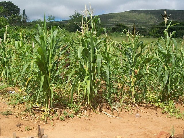 Essa é uma região predominantemente rural, com economia baseada na agropecuária, especialmente na criação de gado e no cultivo de soja, milho e outras culturas de grãos.